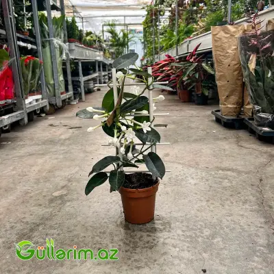 Madagaskar Yasəməni