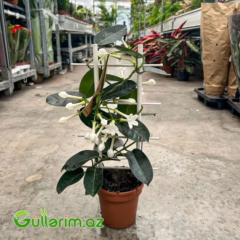 Madagaskar Yasəməni