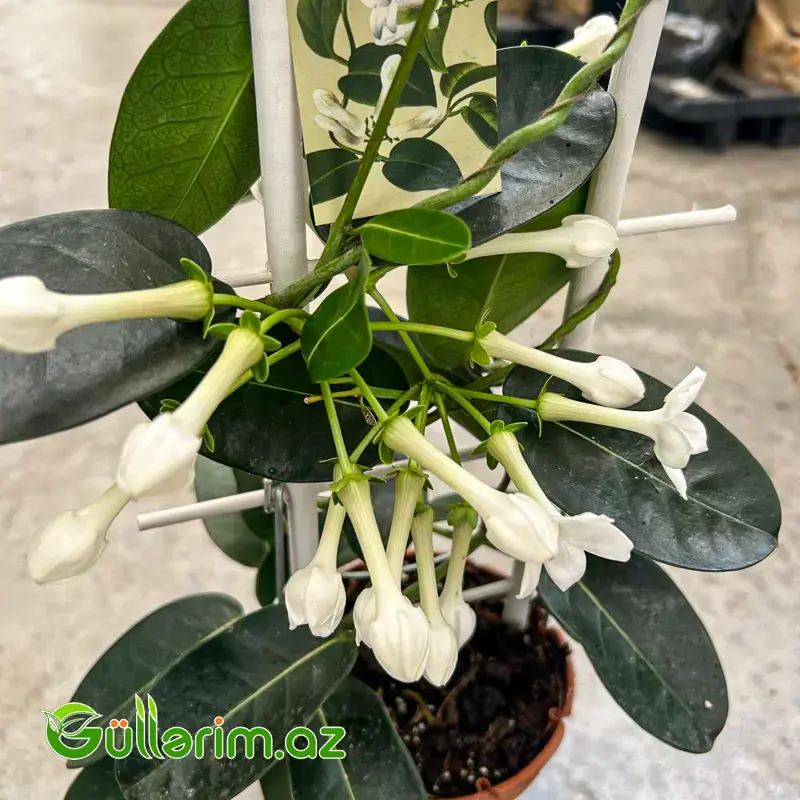 Madagaskar Yasəməni