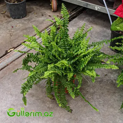 Boston Qıjısı (Nephrolepis Exaltata)