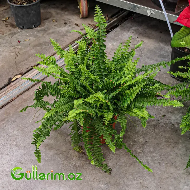 Boston Qıjısı (Nephrolepis Exaltata)