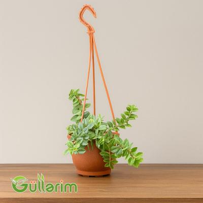 Asma Fittoniya (Fittonia verschaffeltii)