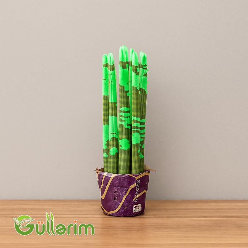 Sansevieria (Qələm Sansiveriya)