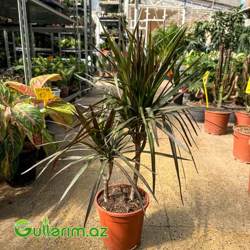 Dracaena Marginata (Drasena Marqinata)