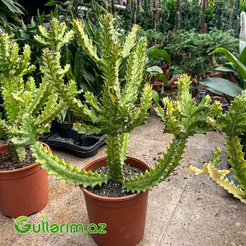 Euphorbia lactea variegata