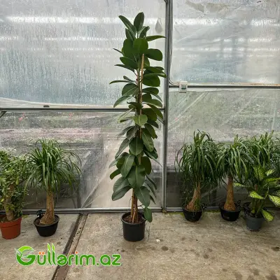 Ficus Elastica (Fikus elastika)