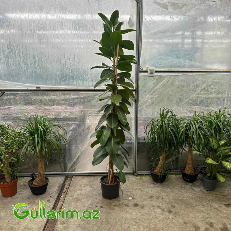 Ficus Elastica (Fikus elastika)