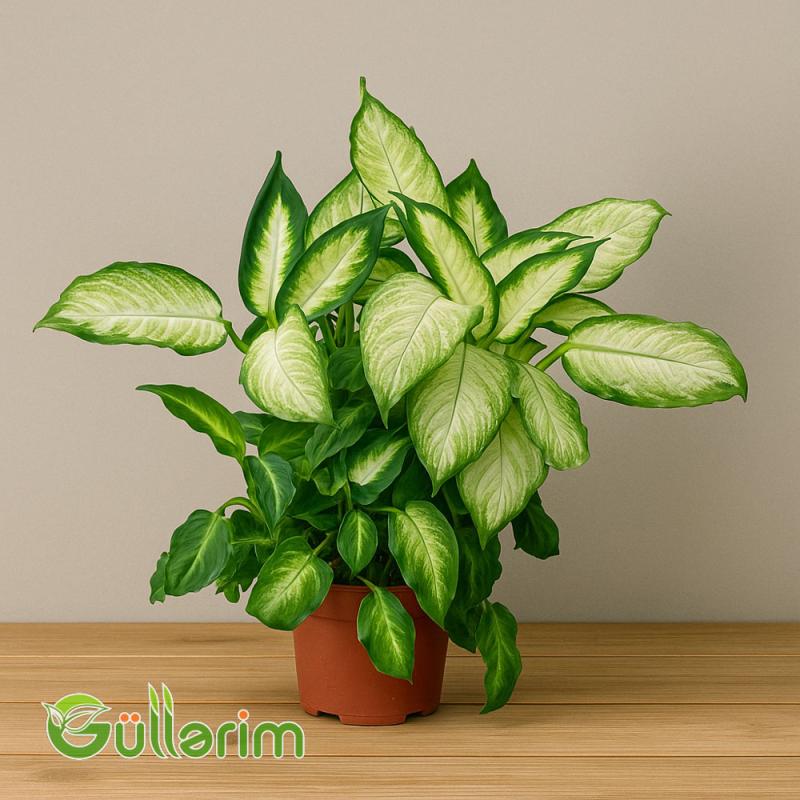 Difenbaxiya (Dieffenbachia)