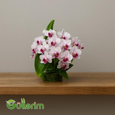 Kiçik Orxideya (Mini Phalaenopsis)