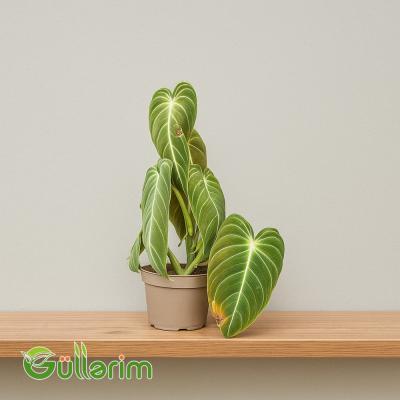 Filodendron (Philodendron)