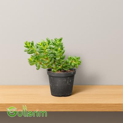 Crassula ovata (Krasula - Pul ağacı)