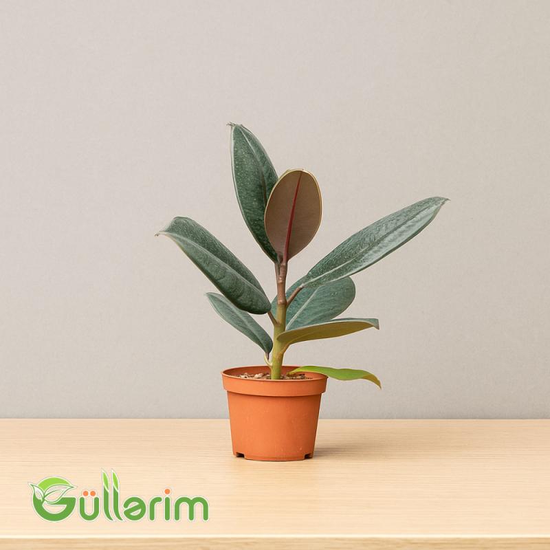 Ficus Elastica (Fikus elastika)