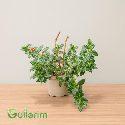Difenbaxiya (Dieffenbachia)