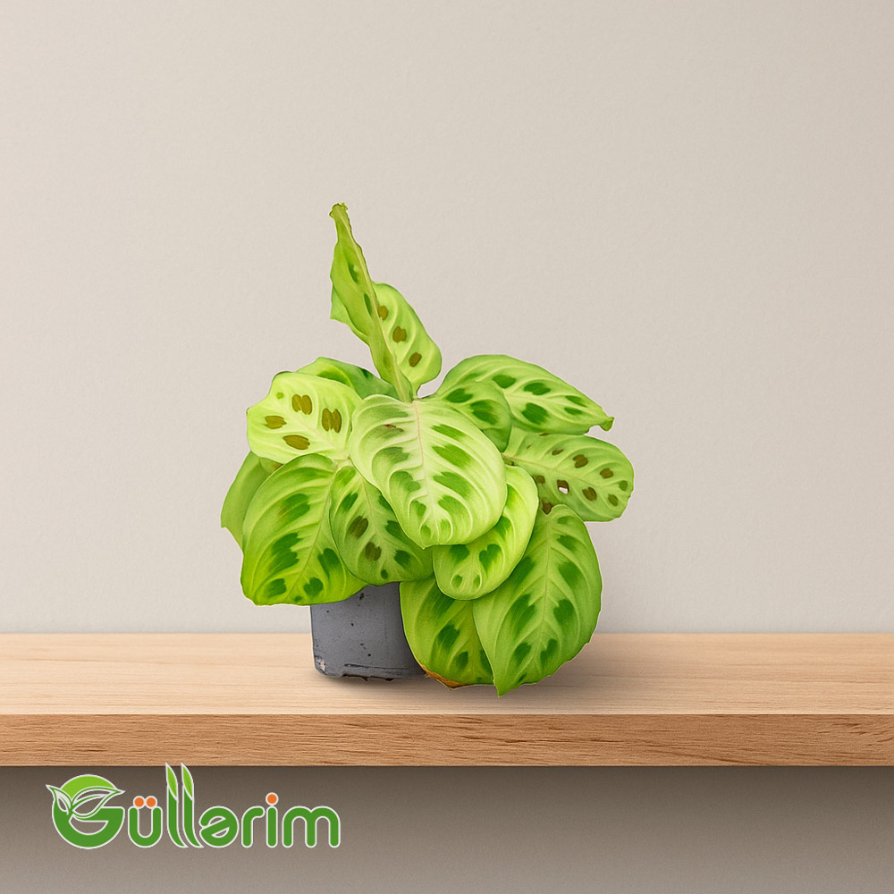 Maranta (Prayer Plant)
