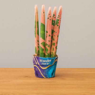 Sansevieria (Qələm Sansiveriya)