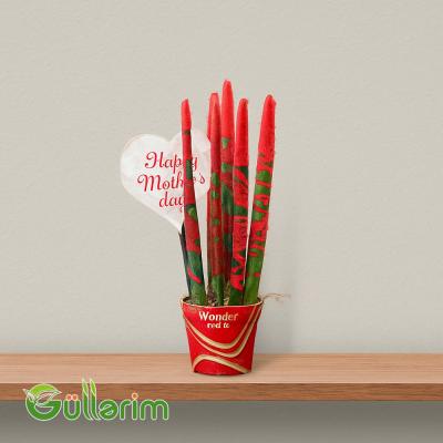 Sansevieria (Qələm Sansiveriya)