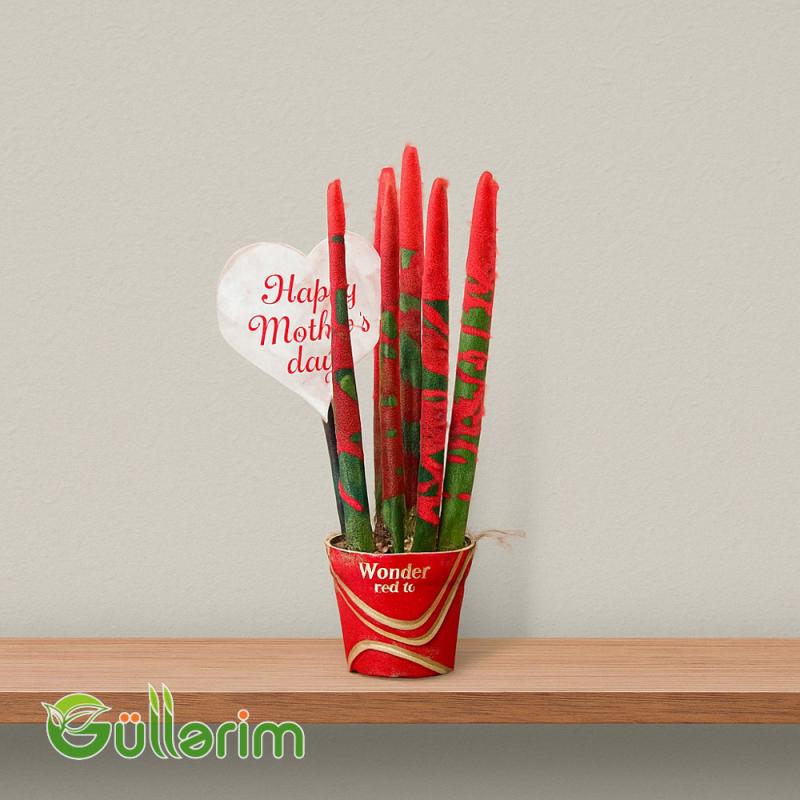 Sansevieria (Qələm Sansiveriya)
