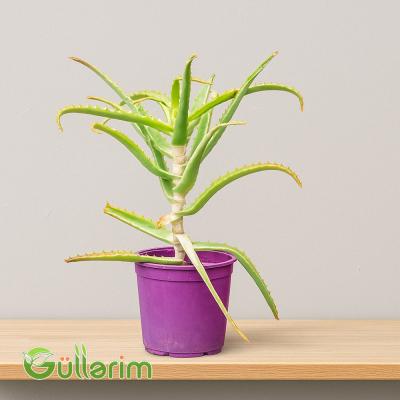 Aloe vera (Əzvay)