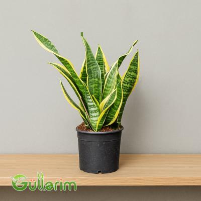 Sansevieria (Sansiveriya)