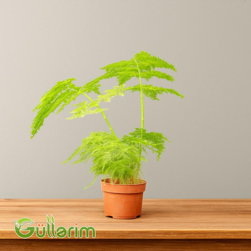 Asparagus Fern (Asparagus setaceus)