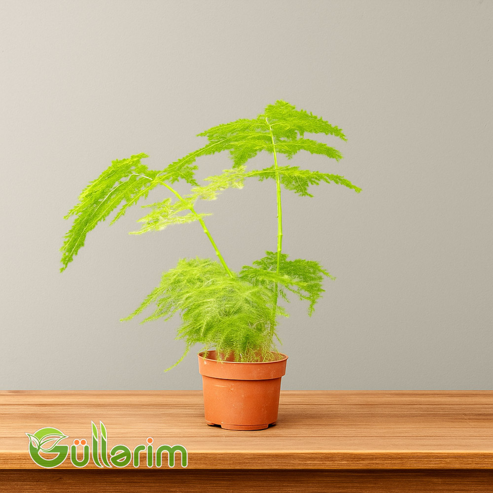 Asparagus Fern (Asparagus setaceus)