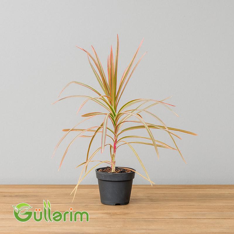 Dracena marginata (Qırmızı kənarlı Dracena)