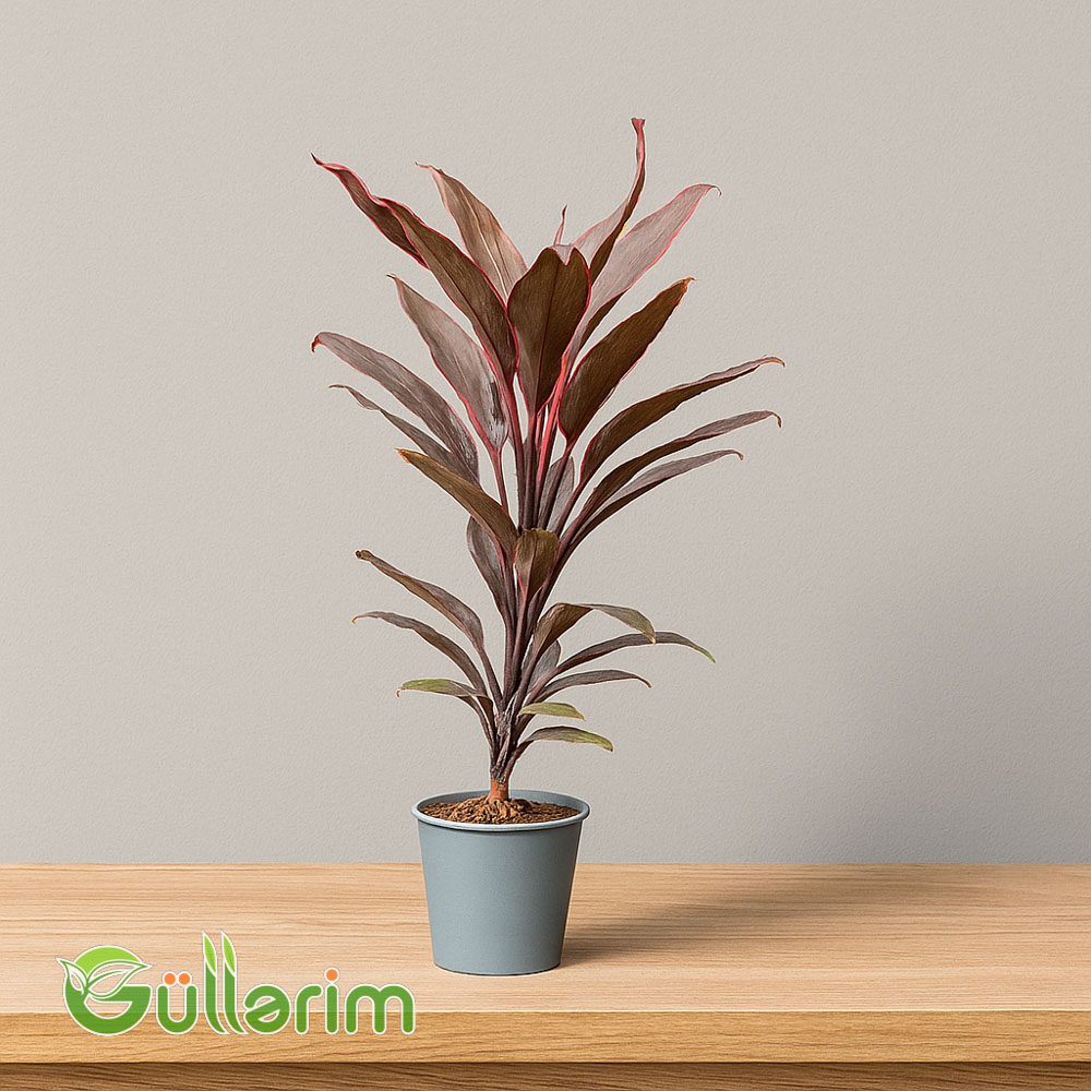 Kordilinə (Cordyline fruticosa)