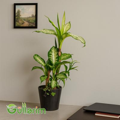 Dieffenbachia (Difenbaxiya)