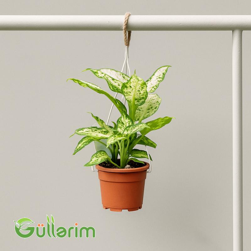 Dieffenbachia (Difenbaxiya)