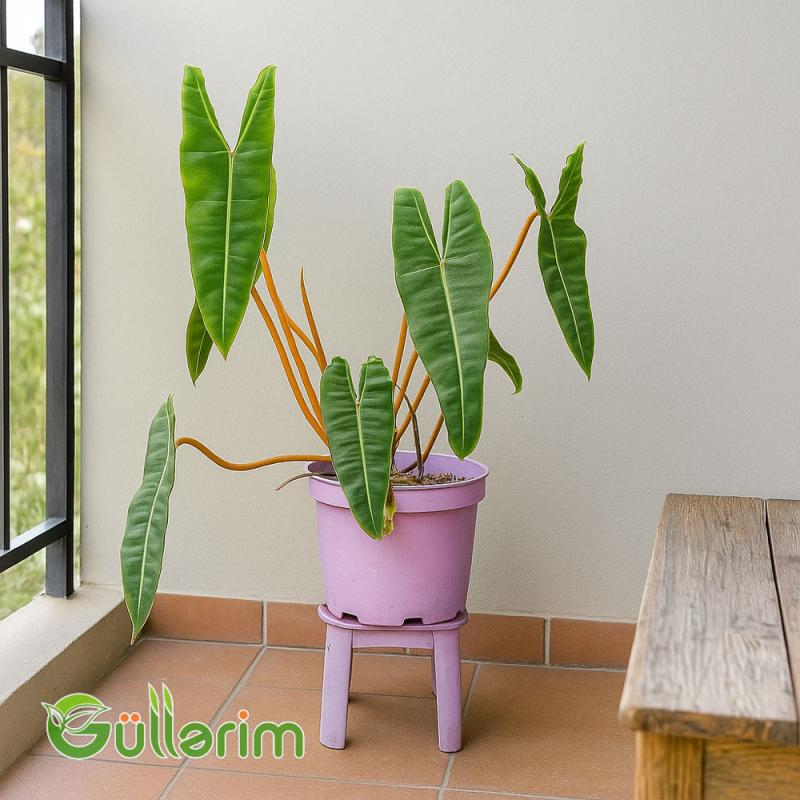 Alocasia (Alokaziya)