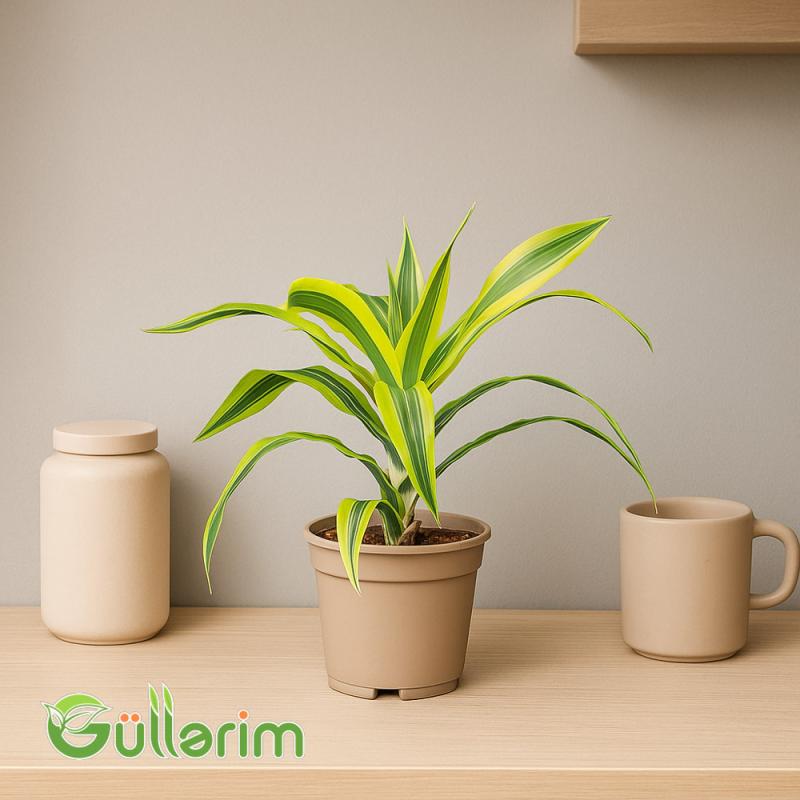 Dracaena Limon Lime