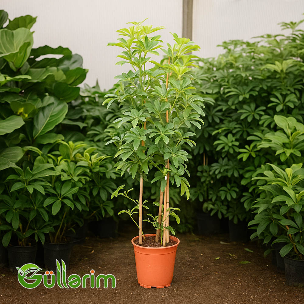 Schefflera arboricola (Şeflera)