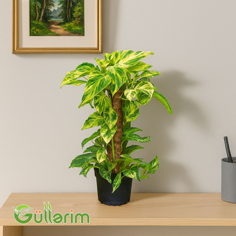 Epipremnum Aureum (Epipremiya)