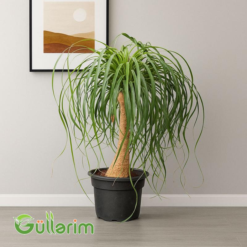 Beaucarnea recurvata (Ponytail Palması)