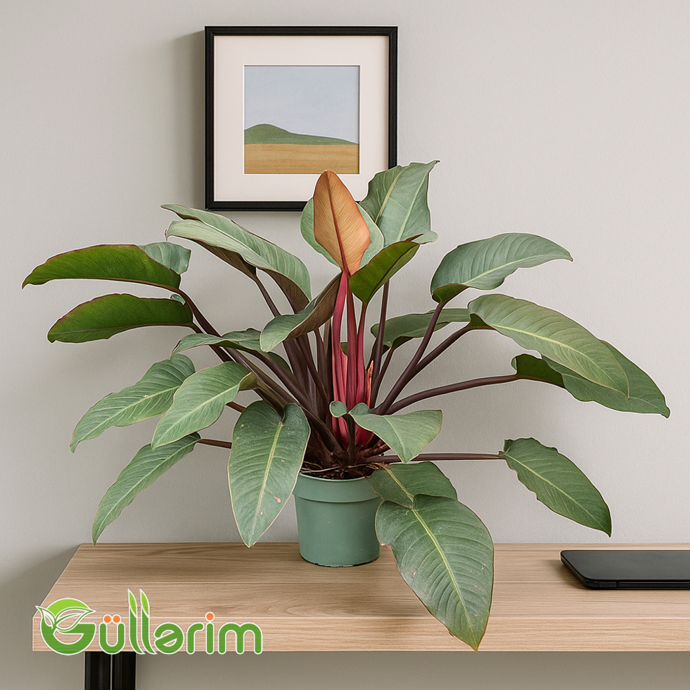 Filodendron Konqo Qırmızı (Philodendron)