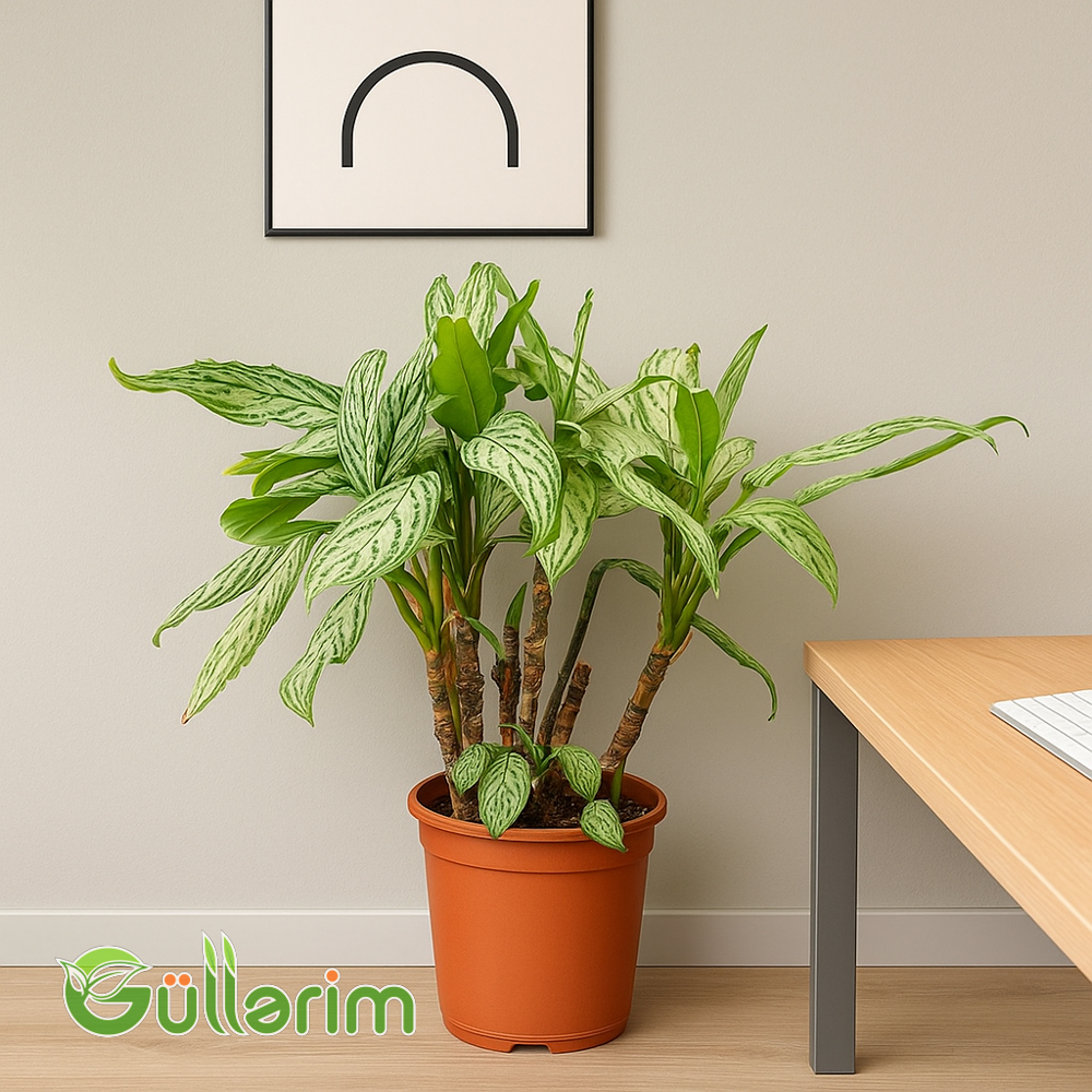 Aglaonema (Aqnolema)