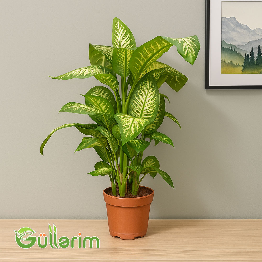 Dieffenbachia (Difenbaxiya)