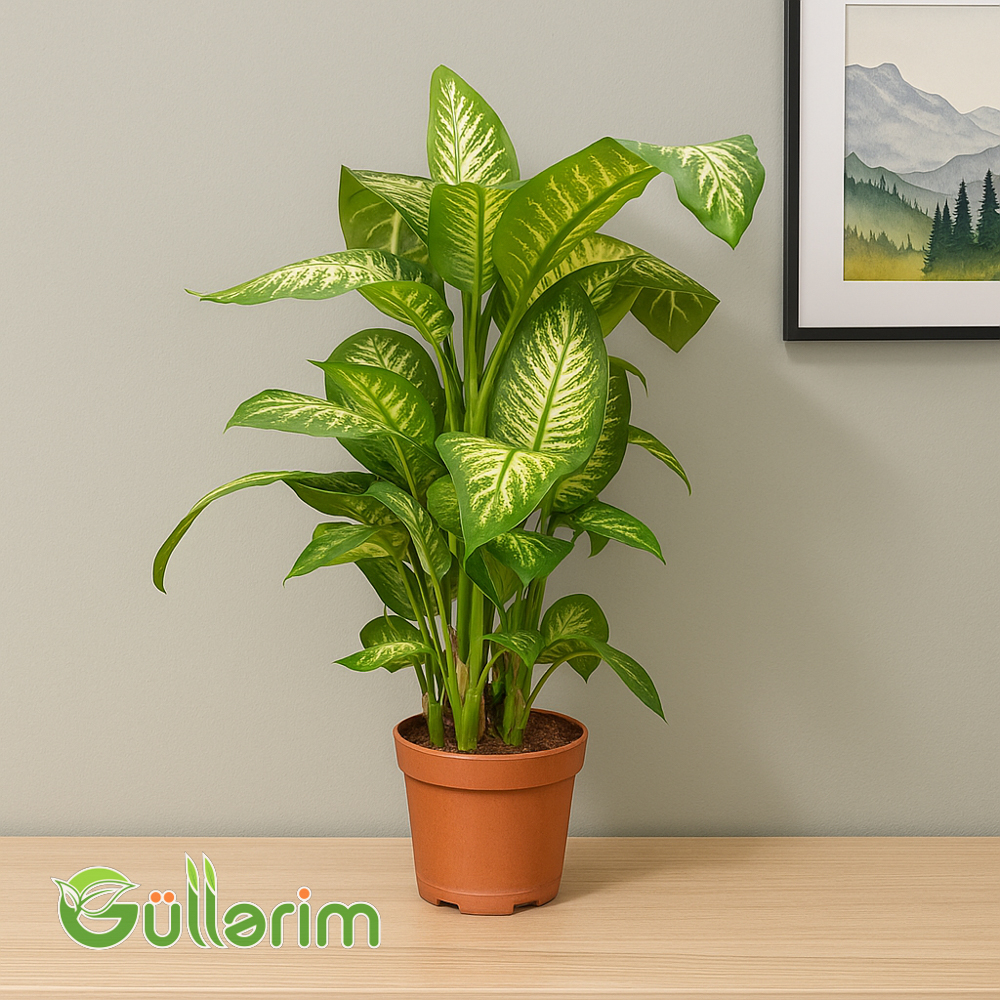 Dieffenbachia (Ağızsıxan kamış)