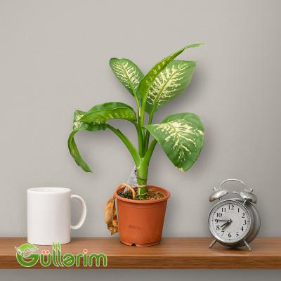 Dieffenbachia (Difenbaxiya)
