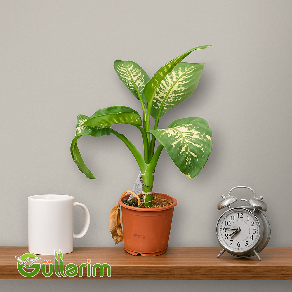 Dieffenbachia (Difenbaxiya)