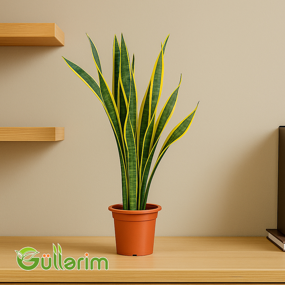 Sansevieria (Sansiveriya)