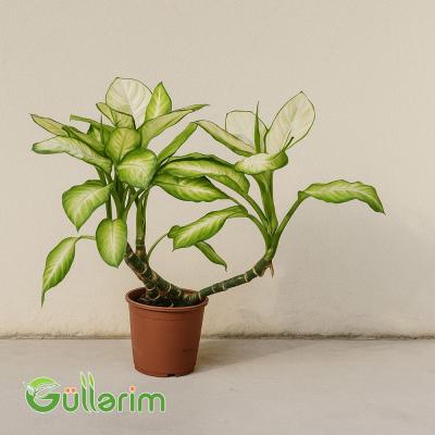 Dieffenbachia (Difenbaxiya)