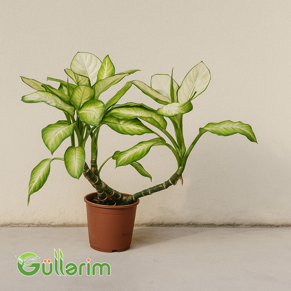 Dieffenbachia (Camilla)