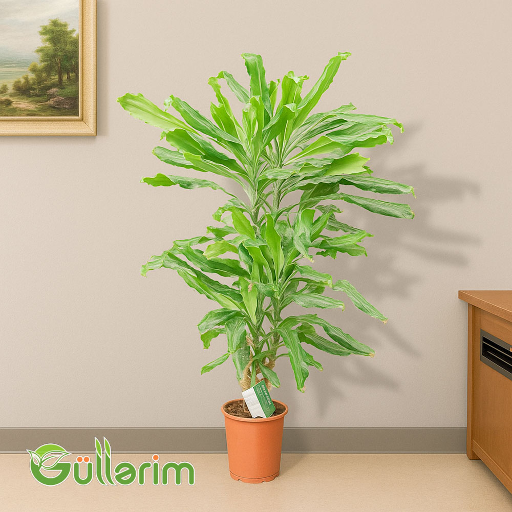 Dracaena fragrans (Limon Laym)