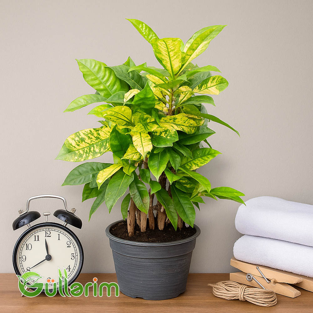 Kroton (Codiaeum)