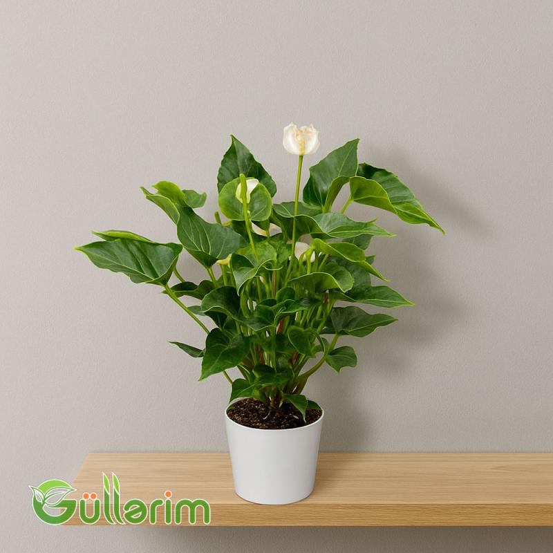 Anthurium (Anteriyum)
