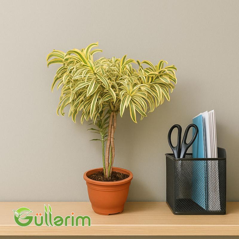 Dracaena Reflexa (Drasena Refleksa)