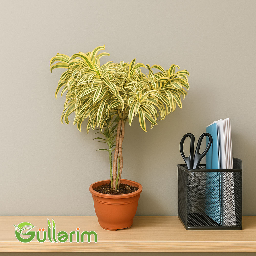 Dracaena Reflexa (Drasena Refleksa)