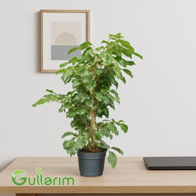 Ficus Benjamina (Fikus Benjamin)