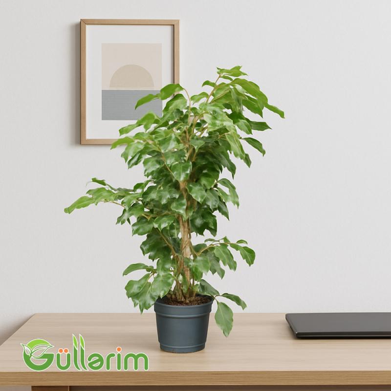 Ficus Benjamina (Fikus Benjamin)
